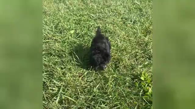 Video preview image #1 Maltipoo Puppy For Sale in WARSAW, IN, USA