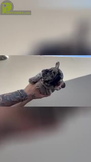Video preview image #4 French Bulldog Puppy For Sale in SAN DIEGO, CA, USA