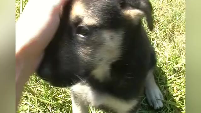 Video preview image #1 German Shepherd Dog Puppy For Sale in PIEDMONT, MO, USA