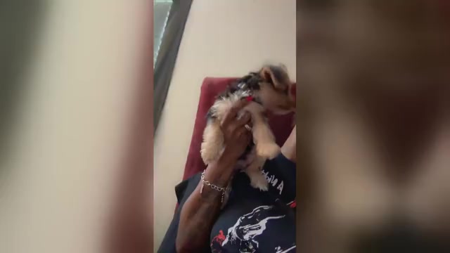 Video preview image #3 Yorkshire Terrier Puppy For Sale in KATY, TX, USA