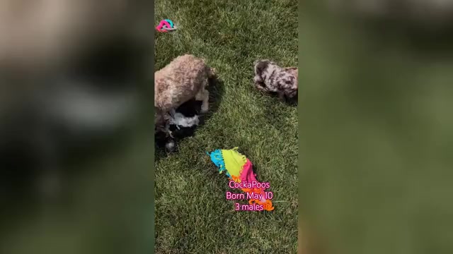 Video preview image #2 Cockapoo (Miniature) Puppy For Sale in GOSHEN, IN, USA