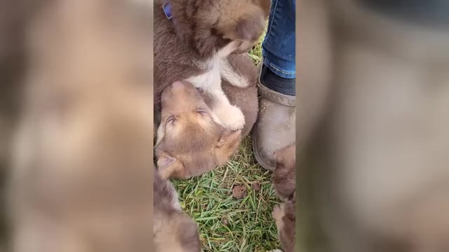 Video preview image #1 German Shepherd Dog Puppy For Sale in SCOTTSVILLE, KY, USA