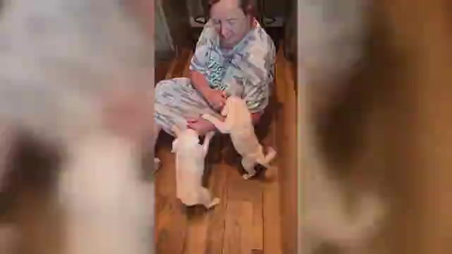 Video preview image #1 Pug Puppy For Sale in KERNERSVILLE, NC, USA