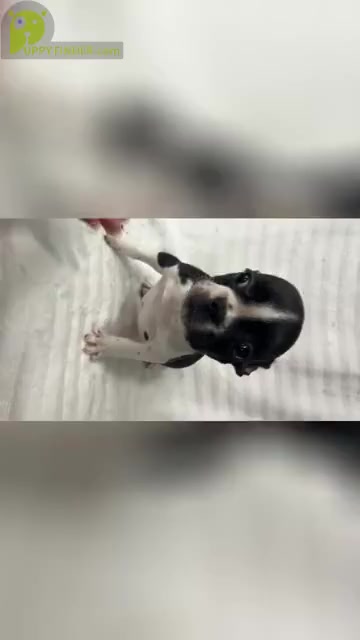 Video preview image #1 French Bulldog Puppy For Sale in CHESAPEAKE, VA, USA
