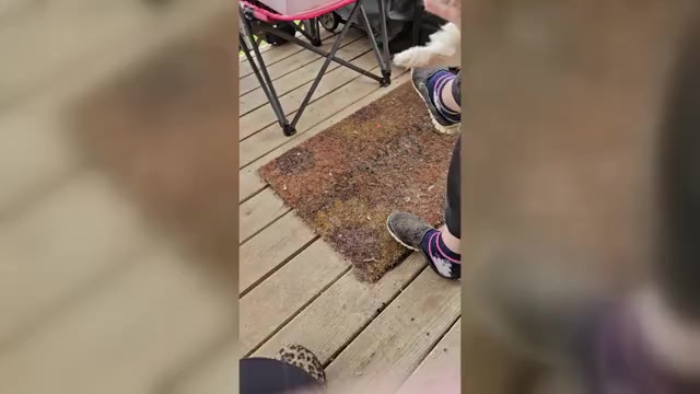 Video preview image #2 Yorkshire Terrier Puppy For Sale in CONKLIN, NY, USA