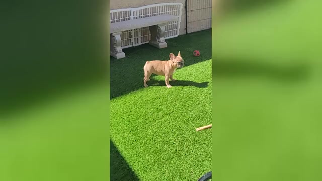 Video preview image #1 French Bulldog Puppy For Sale in LAS VEGAS, NV, USA