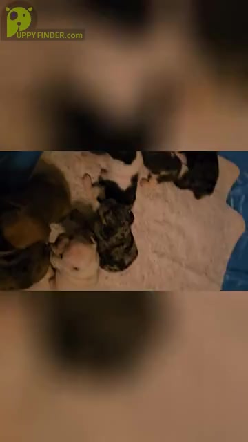 Video preview image #3 French Bulldog Puppy For Sale in LAKELAND, FL, USA