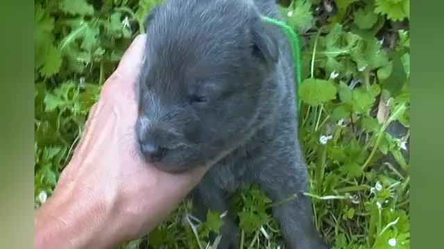 Video preview image #1 German Shepherd Dog Puppy For Sale in PIEDMONT, MO, USA