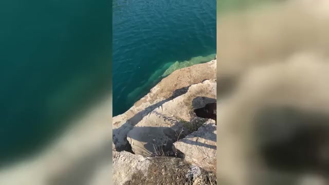 Video preview image #1  Breeder Profile in DRIPPING SPRINGS, TX, USA