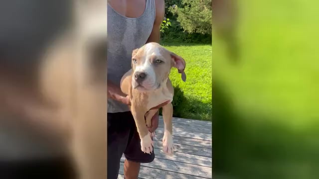 Video preview image #1 American Bully Puppy For Sale in RICHMOND, VA, USA