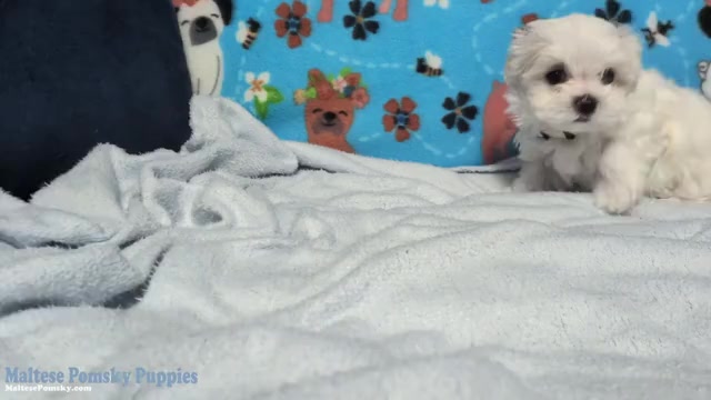Video preview image #1 Maltese Puppy For Sale in OCALA, FL, USA