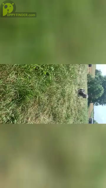 Video preview image #12 Poodle (Miniature) Puppy For Sale in WARSAW, IN, USA