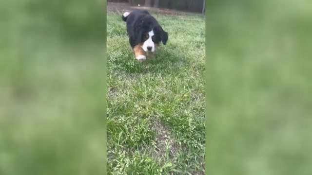 Video preview image #1 Bernese Mountain Dog Puppy For Sale in MIDDLESEX, NC, USA