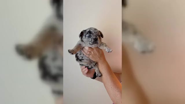 Video preview image #2 French Bulldog Puppy For Sale in FAIRFIELD, CA, USA