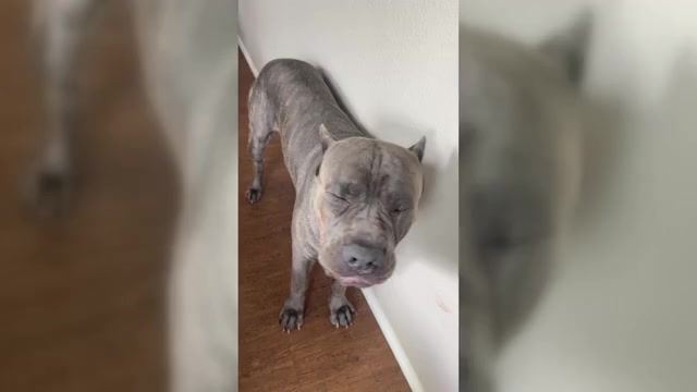 Video preview image #2 Cane Corso Puppy For Sale in ADDISON, TX, USA