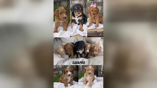 Video preview image #1 Cavapoo Puppy For Sale in GOSHEN, IN, USA