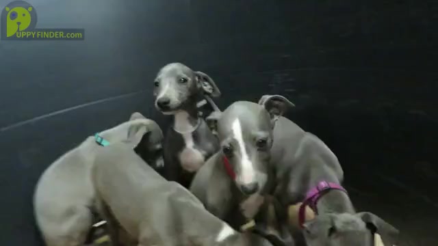 Video preview image #1 Italian Greyhound Puppy For Sale in NORWOOD, MO, USA