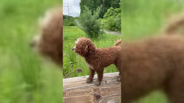 Video preview image #1 Goldendoodle (Miniature) Puppy For Sale in BELCHERTOWN, MA, USA