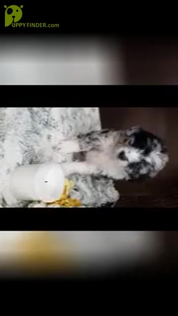 Video preview image #12 Aussiedoodle Miniature  Puppy For Sale in SHIPSHEWANA, IN, USA
