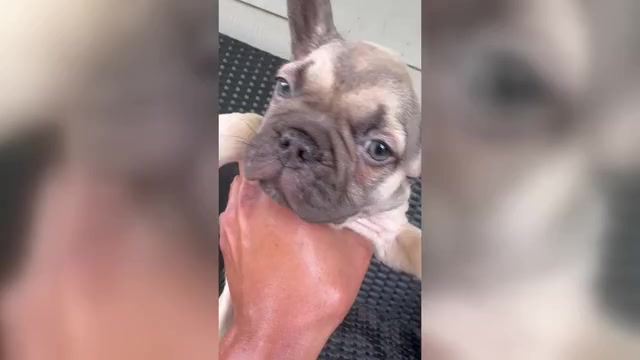 Video preview image #6 French Bulldog Puppy For Sale in PFLUGERVILLE, TX, USA