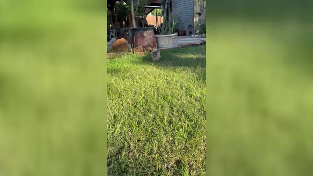 Video preview image #14 French Bulldog Puppy For Sale in ORANGE, TX, USA