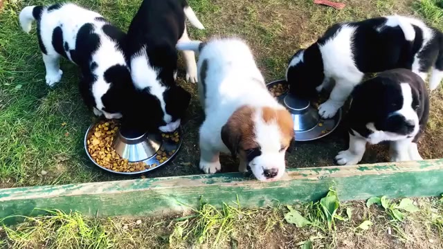 Video preview image #1 Cane Corso-Saint Bernard Mix Puppy For Sale in WORCESTER, MA, USA