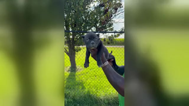 Video preview image #1 American Bully Puppy For Sale in CHAMPAIGN, IL, USA