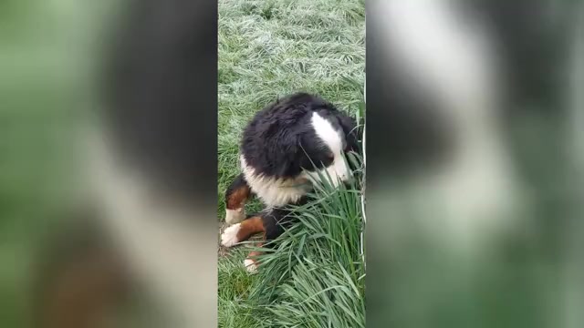 Video preview image #2 Bernese Mountain Dog Puppy For Sale in Hatvan, Heves, Hungary