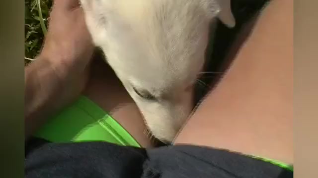 Video preview image #1 German Shepherd Dog Puppy For Sale in PIEDMONT, MO, USA