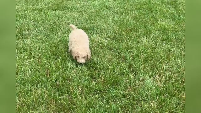 Video preview image #1 Goldendoodle (Miniature) Puppy For Sale in WARSAW, IN, USA
