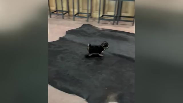 Video preview image #1 Morkie Puppy For Sale in CASSVILLE, MO, USA