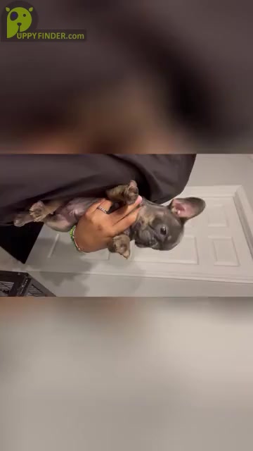 Video preview image #12 French Bulldog Puppy For Sale in OPA LOCKA, FL, USA