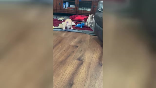 Video preview image #1 French Bulldog Puppy For Sale in WILLIAMSVILLE, MO, USA