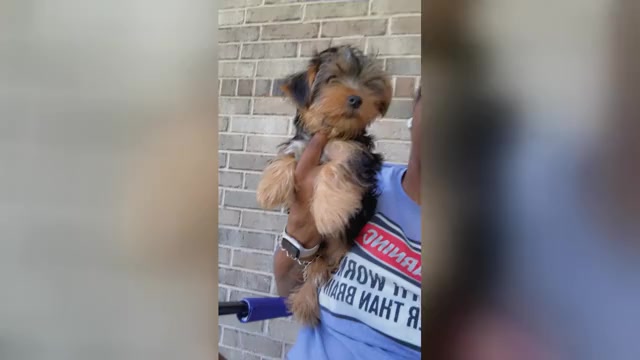 Video preview image #2 Yorkshire Terrier Puppy For Sale in KATY, TX, USA