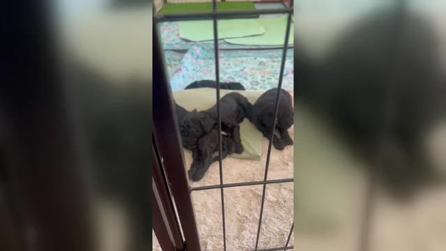 Video preview image #1 Goldendoodle (Miniature) Puppy For Sale in NASHVILLE, TN, USA