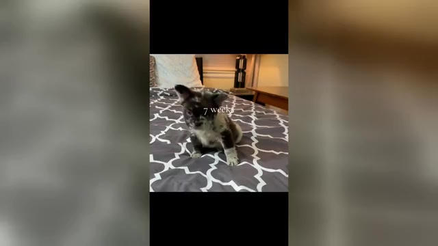 Video preview image #2 French Bulldog Puppy For Sale in PALMDALE, CA, USA