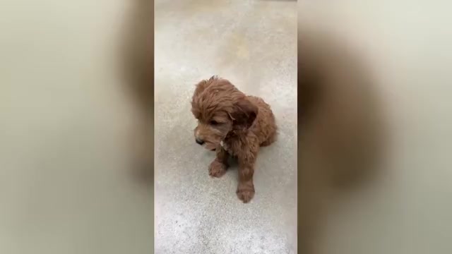 Video preview image #1 Goldendoodle Puppy For Sale in WOLCOTT, IN, USA