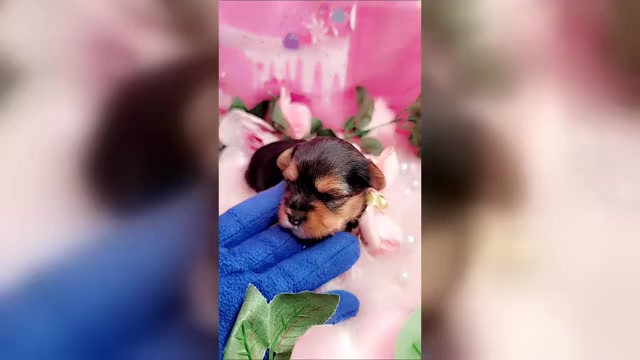 Video preview image #1 Yorkshire Terrier Puppy For Sale in HARKER HEIGHTS, TX, USA