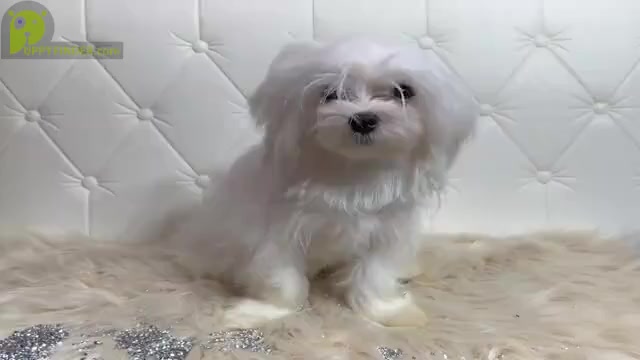 Video preview image #1 Shih-Poo Puppy For Sale in MURRIETA, CA, USA