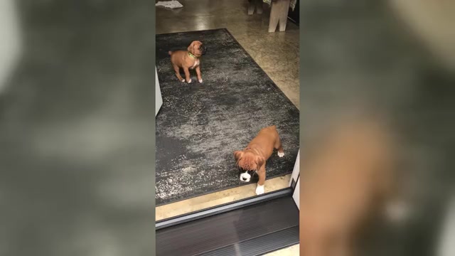 Video preview image #1 Boxer Puppy For Sale in APPLE CREEK, OH, USA