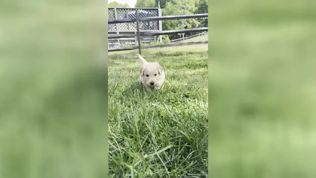 Video preview image #5 Goldendoodle Puppy For Sale in MATTHEWS, NC, USA