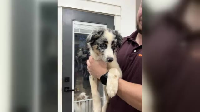 Video preview image #4 Australian Shepherd Puppy For Sale in TYLER, TX, USA
