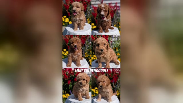 Video preview image #1 Goldendoodle (Miniature) Puppy For Sale in GOSHEN, IN, USA