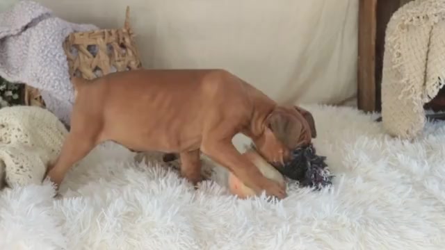 Video preview image #1 Boxer Puppy For Sale in SHIPSHEWANA, IN, USA