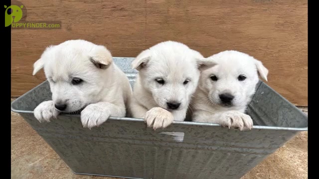 Video preview image #1 Jindo Dog Puppy For Sale in WAVERLY, AL, USA