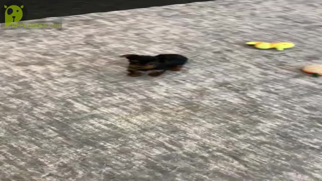 Video preview image #13 Yorkshire Terrier Puppy For Sale in WARSAW, IN, USA