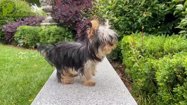 Video preview image #2 Yorkshire Terrier Puppy For Sale in HAYWARD, CA, USA