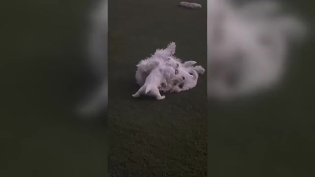 Video preview image #1 West Highland White Terrier Puppy For Sale in PHOENIX, AZ, USA