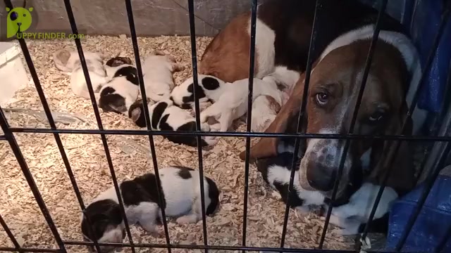 Video preview image #3 Basset Hound Puppy For Sale in CINCINNATUS, NY, USA