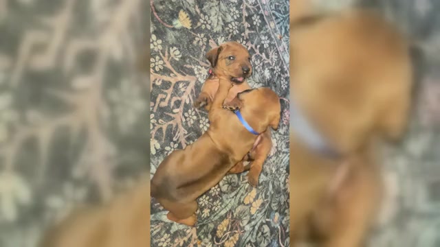Video preview image #2 Rhodesian Ridgeback Puppy For Sale in BOISE, ID, USA